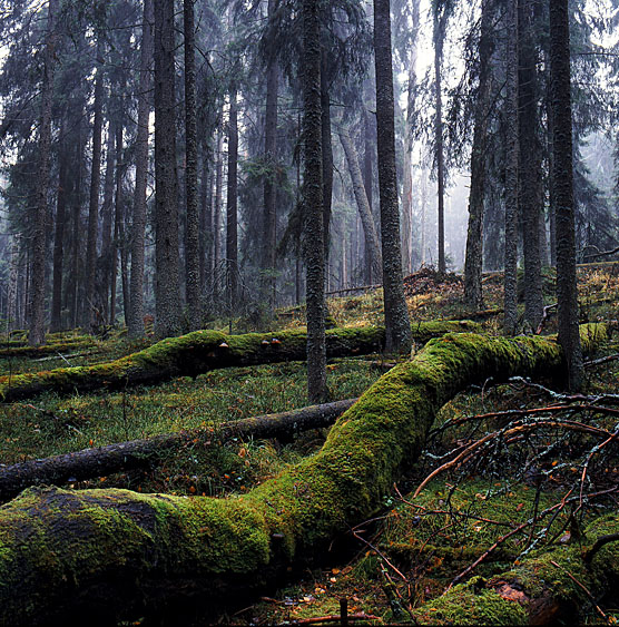 Blogiin_valokuva_Valkea-Kotinen